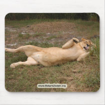 Barbary Lion-nap-014