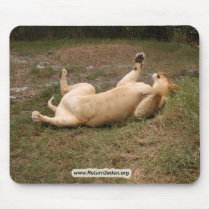 Barbary Lion-nap-015