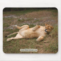 Barbary Lion-nap-016