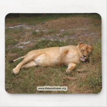 Barbary Lion-nap-017