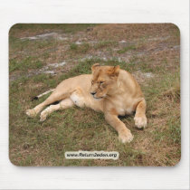 Barbary Lion-nap-018