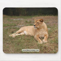 Barbary Lion-nap-019
