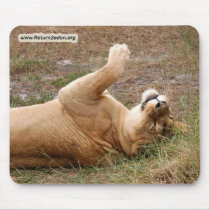 Barbary Lion-nap-020