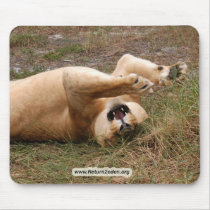 Barbary Lion-nap-021