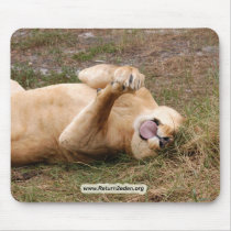 Barbary Lion-nap-022
