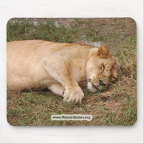 Barbary Lion-nap-023