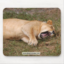 Barbary Lion-nap-024