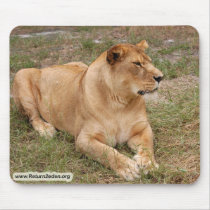 Barbary Lion-nap-025