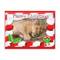 Barbary Lion-Nap-c-150 copy Post Card