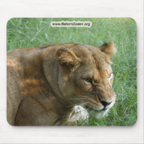 Barbary Lion-set-1-004