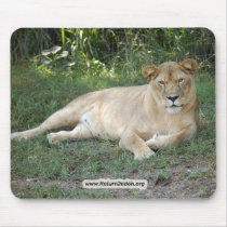 Barbary Lion-set-1-009