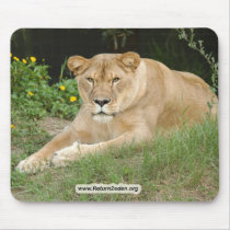 Barbary Lion-set-1-015