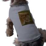 Barbary Lion-set-1-016