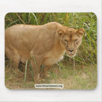 Barbary Lion-set-1-016