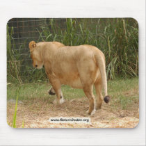 Barbary Lion-set-1-017