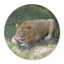 Barbary Lion-toy-015