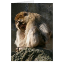 Barbary Macaque Greeting Cards