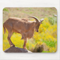 Barbary sheep mousepads
