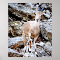 Barbary Sheep Posters