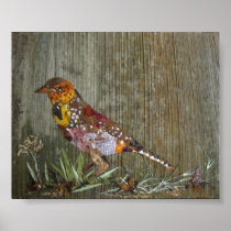 Barbet Bird