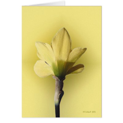 Bare Naked Daffodill by StarLily