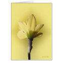 Bare Naked Daffodill cards