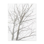 Bare Tree Postcard