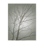Bare Tree Postcard 2