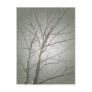 Bare Tree Postcard 2