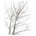 Bare Tree Women's Army T-shirt