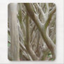 Bare Trees Mousepad