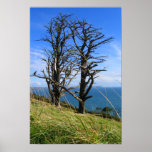 Bare Trees Print