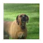 Barking Boxer Dog Tile