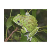 Barking Tree Frog - Postcard