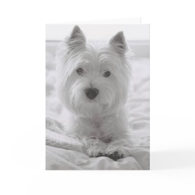 Barko in Bed Cards by ycarns
