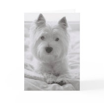 Barko in Bed Cards
