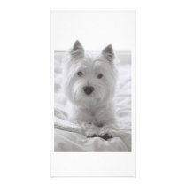 Barko on the bed photo cards