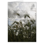 Barley cards
