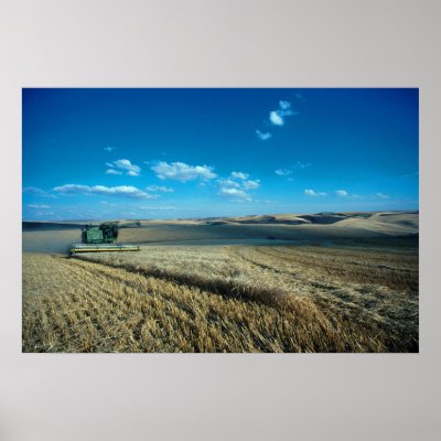 Barley harvest posters by GPArkive