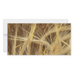 Barley photo cards