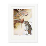Barn and Long-eared Owls Post Card
