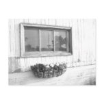Barn Door Window/Black and White Photography Post Card