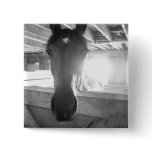 Barn Horse.Black and White Photography Pinback Buttons