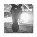 Barn Horse/Black and White Photography Magnets
