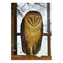 Barn owl business card template
