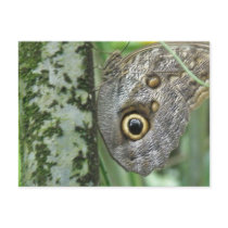 Barn Owl Butterfly Postcard