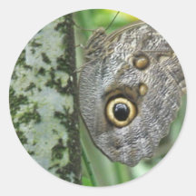 Barn Owl Butterfly Stickers