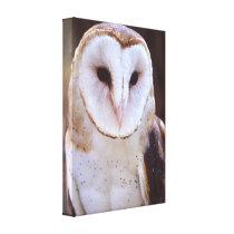 barn owl
