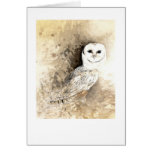 Barn Owl cards