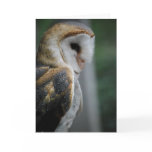 Barn Owl Card